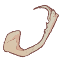 <a href="https://www.safiraisland.com/world/items/75" class="display-item">Lower Snake Mandible</a>